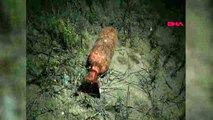 Samsun'da kıyıya vurmuş denizaltı mühimmatı bulundu