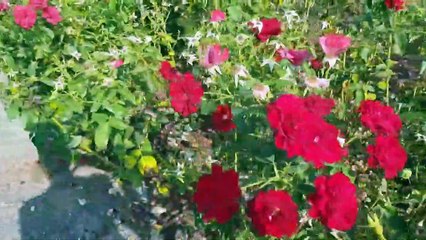 Park Venlo oraz Smieciarka