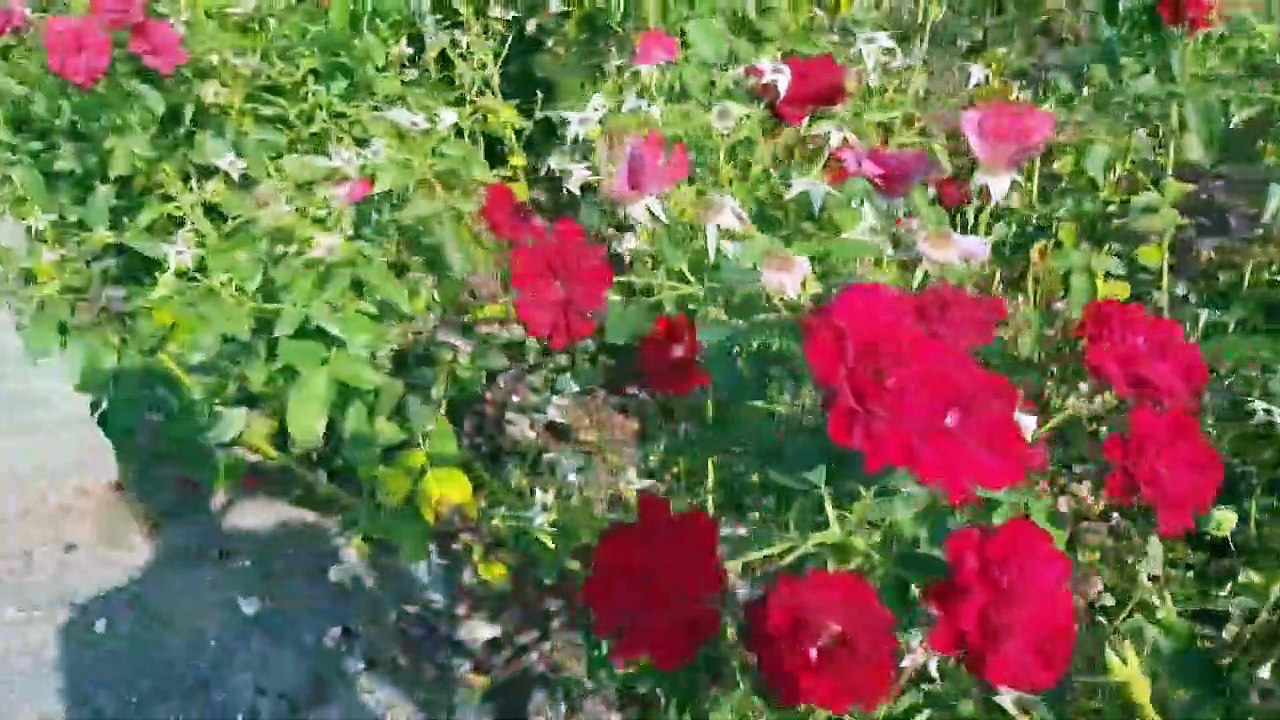 Park Venlo oraz Smieciarka