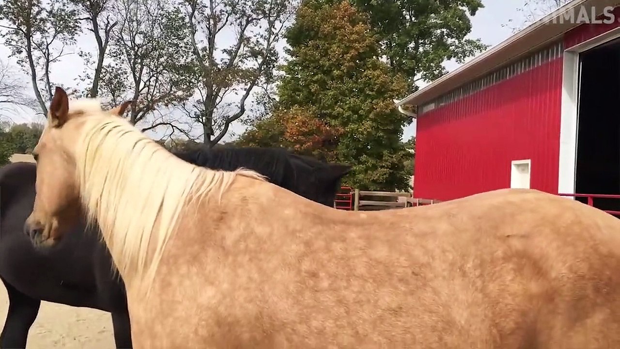 TRY NOT TO LAUGH - Funny Animals Video 2019 - Say CHEESE