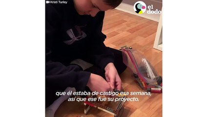 Este cachorrito tiene silla de ruedas hecha de LEGOs | El Dodo