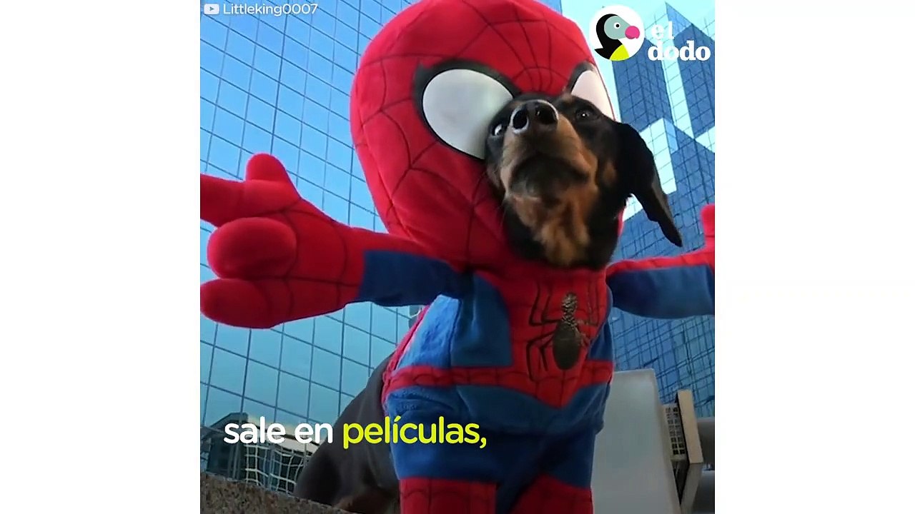 Este perro tiene mejor vida que tú | El Dodo