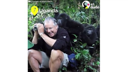 10 increíbles encuentros de vida silvestre | El Dodo