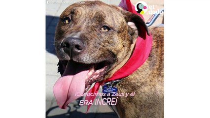 Pitbull hace que un chico supere su miedo hacia los perros | El Dodo