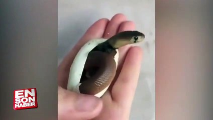 Yeni doğan yavru kobra yılanının görüntüleri