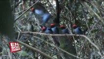 Dişiyi etkilemek için sırayla gösterilerini yapan mavi manakin kuşları