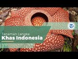 Rafflesia Arnoldii,  Bunga Endemik Indonesia yang Menjadi Salah Satu Jenis Bunga Terbesar di Dunia