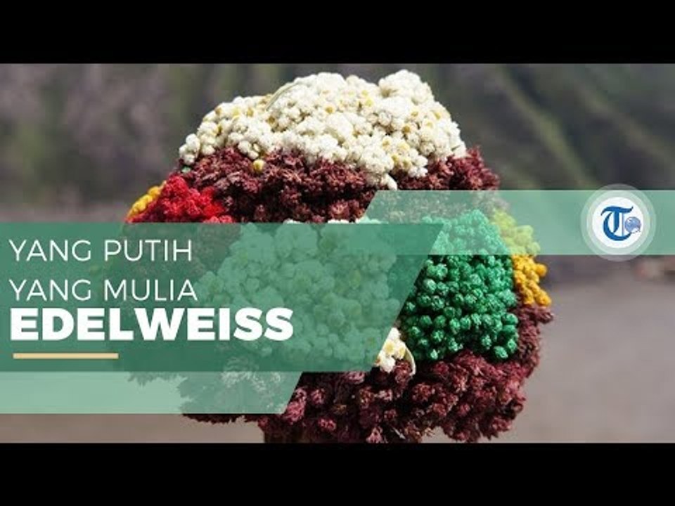 Edelweiss - Bunga yang Hanya Tumbuh di Ketinggian 2000 - 3000 MDPL