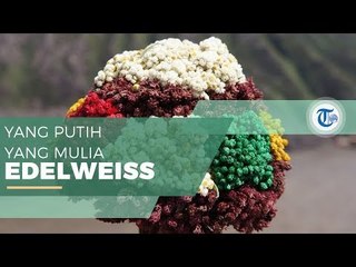 Edelweiss - Bunga yang Hanya Tumbuh di Ketinggian 2000 - 3000 MDPL