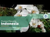 Anggrek Bulan Phalaenopsis amabilis, Salah Satu Bunga Nasional Indonesia