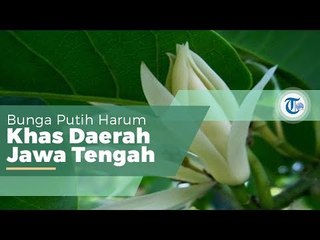 Cempaka Putih, Bunga Berbau Harum yang Pohonnya Dapat Mencapai Tinggi 30 Meter
