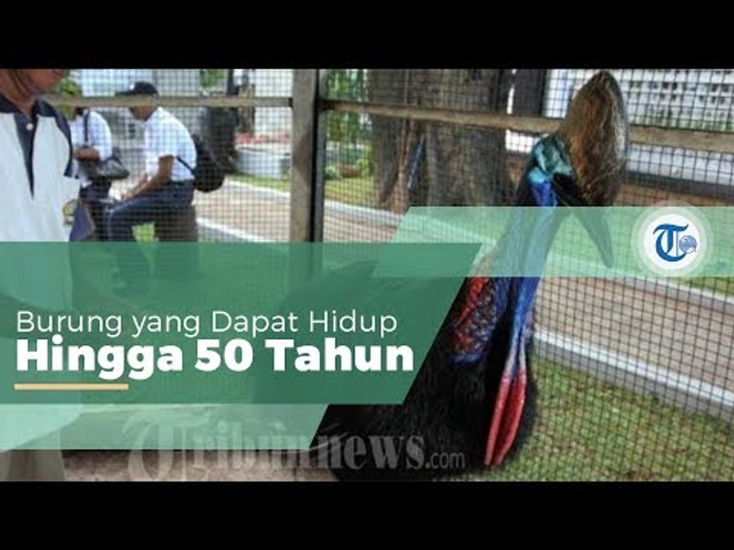 Burung Kasuari Burung Langka Endemik Papua Video Dailymotion