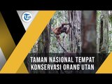 Taman Nasional Tanjung Puting, Taman Nasional yang Terletak di Kalimantan Tengah