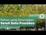 Pohon Soekarno, Pohon yang Banyak Dijumpai di Padang Arafah