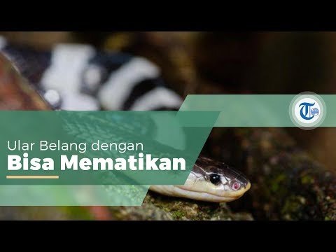 Ular Weling, Ular Berbisa dari Suku Elapidae yang Bisa Ditemukan di Asia Tenggara