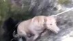 Vídeo viral: El impresionante rescate de los bomberos a dos perros atrapados en un pozo