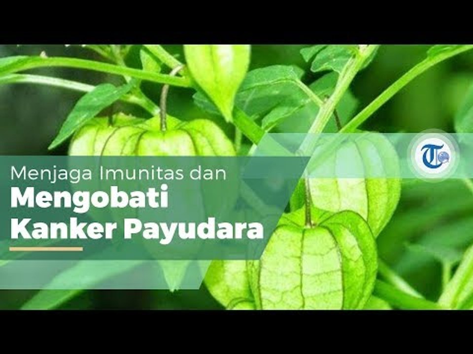 Ciplukan atau Physalis Angulata L , Tanaman Liar yang Biasa Ditemukan di Kebun Hingga Persawahan