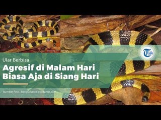Ular Welang (Bungarus fasciatus)