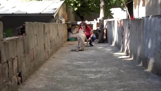Yaşamaz denilen felçli köpek için her şeyi yaptı