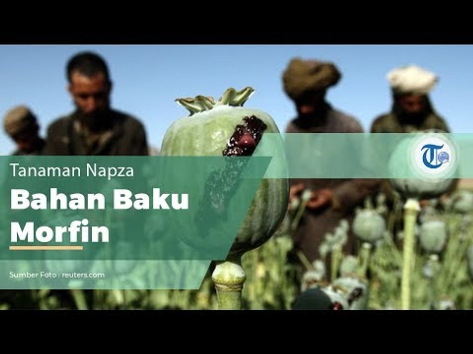 Tanaman Opium