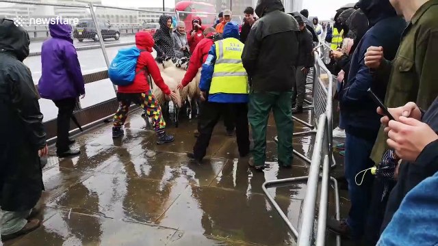 Flock of sheep led over London Bridge in centuries-old tradition