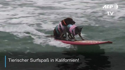 Tierischer Surfspaß in den USA