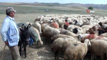 4 bin lira maaşla çalıştıracak çoban bulamıyorlar
