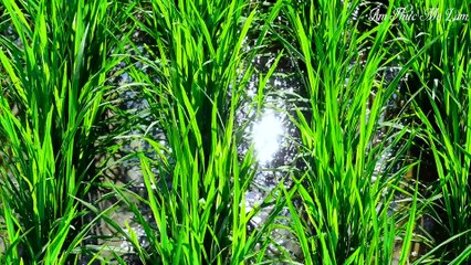 Salad of manioc vegetables and salad I Specialty of my home country