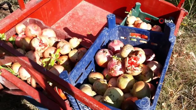 Nar ekşisi yapımında kullanılan 'Yaylacık Narı' hasadı başladı