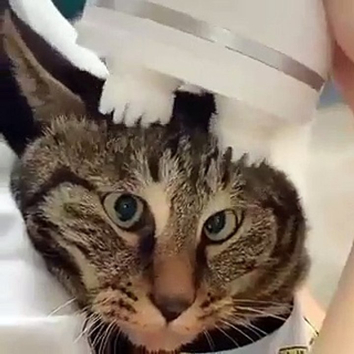 Un chat se fait masser la tête