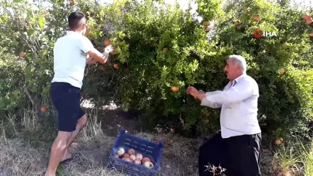 Nar ekşisi yapımında kullanılan Yaylacık Narı hasadı başladı