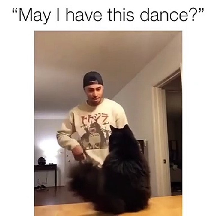 A ne pas rater ! Ce chat et son maître réalisent un clip ensemble et c'est juste Waouh !!!