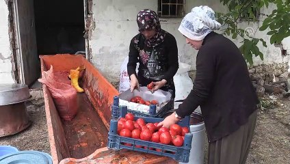 Kooperatifleşen kadınların salça mesaisi - YOZGAT