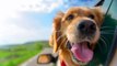 Une compagnie paye votre chien (et vous) 3000€ pour tester des vacances pour animaux