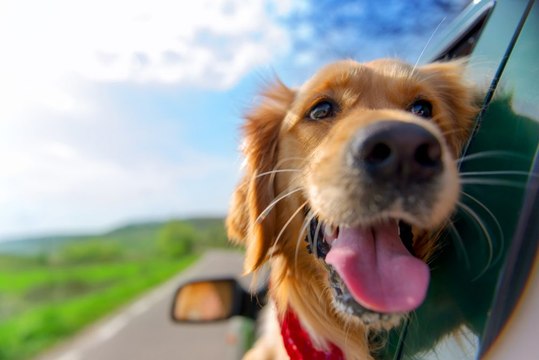 Une compagnie paye votre chien (et vous) 3000€ pour tester des vacances pour animaux
