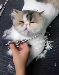 Une véritable princesse ! Ce gros matou adore se faire pomponner, elle s'offre une petite coupe de cheveux