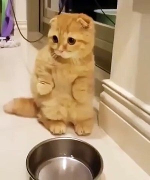 Ce chat a une expression très triste, on dirait qu’il est surpris de ne trouver que de l'eau dans sa gamelle !