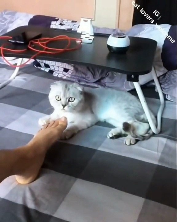 Ce chat est bien satanique... Découvrez sa réaction après avoir senti les pieds de son maître ; on s'attendait au pire là ! "Humain ton pied pue "