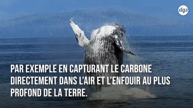 Les baleines seraient plus efficaces que les arbres pour absorber le CO2