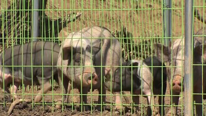 청양군, 방목 돼지 140여 마리 살처분..."ASF 선제대응" / YTN