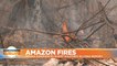 Amazon Fires: Bolivia experiences worst wildfires in living memory