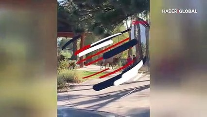 ABD'de vahşi yaşam parkı ziyaretçilerine geyik saldırdı