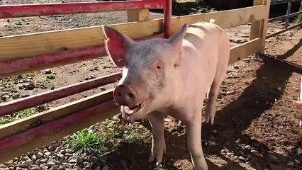 Relation particulière ! Récemment adoptés ensemble. Ces cochons forment le plus adorable couple qui soit.