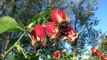 C vitamini deposu kuşburnunu toplayan aileler, kışa hazırlık yapıyor