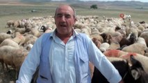Köylüler 4 Bin Lira Maaşla Çoban Bulamıyorlar