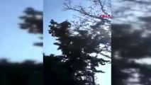 Antalya kanadına dolanan poşetle ağaca takılı kalan kargayı iki arkadaş kurtardı