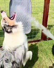 Hilarant ! C'est comme ça qu'il boit lui ... Drôle d'astuce