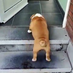 C'est l'heure du déjeuner pour ce petit bulldog tellement mignon !
