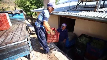 Toroslar'ın zümrüdü: "Yeşil gök üzüm"