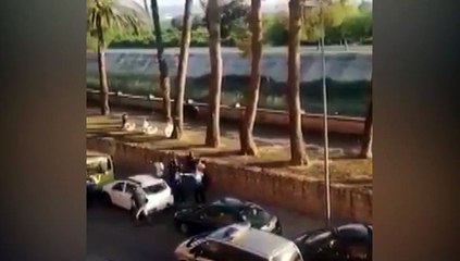 Un toro es abatido por la Policía con 27 disparos en Algemesí